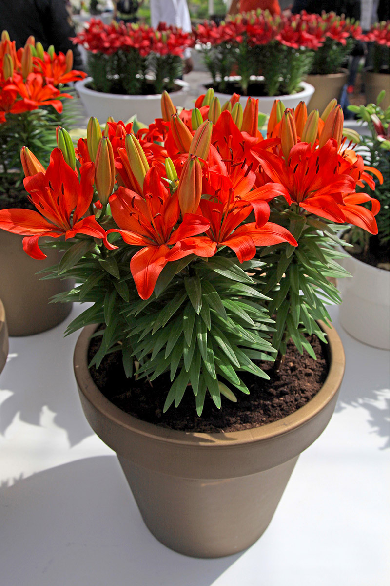 Flowers flowers  / keeping flowers