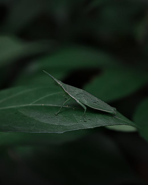A close-up of a green insect resembling a katydid perched on a dark green, smooth, elongated leaf with visible veins. The insect's body and wings are camouflaged with a textured, leaf-like appearance,
