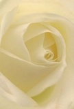 As though cradled inside the center of this ivory rose, the viewer is enveloped by the gentle swirl of its almost translucent petals, each unfurling gracefully in the style of Chelsea's understated elegance. The texture is creamy, soft as the morning mist that settles around Burton Court, inviting touch and contemplation. Subtle, radiant shadows nestle between each layered fold, creating depth and an intimate sense of serenity-perfect for moments when words do not suffice. There's an aura of tranquility and respect, a whisper of hope delicately captured within the bloom's spiraled heart. It's a rose chosen to offer sympathy, admiration, or the promise of new beginnings for friends and families near Chelsea Embankment. Breathing in, you'd almost catch its fresh, gentle fragrance-unassuming, yet distinctive, just like the neighborhood itself. The image reflects not just botanical beauty but the skilled artistry and emotional depth woven into every Chelsea floral creation.